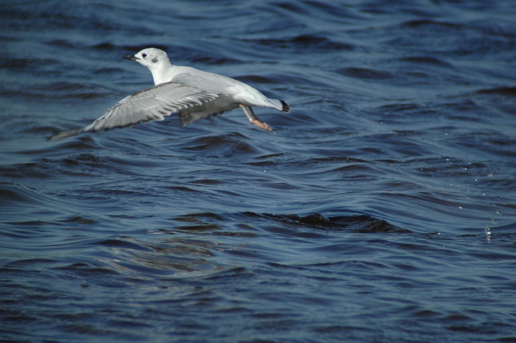 Gull, Bonaparte's, 2010-05109990 Cape May Point State Park, NJ.JPG - Bonaparte's Gull. Cape May Point State Park, NJ, 5-10-2010